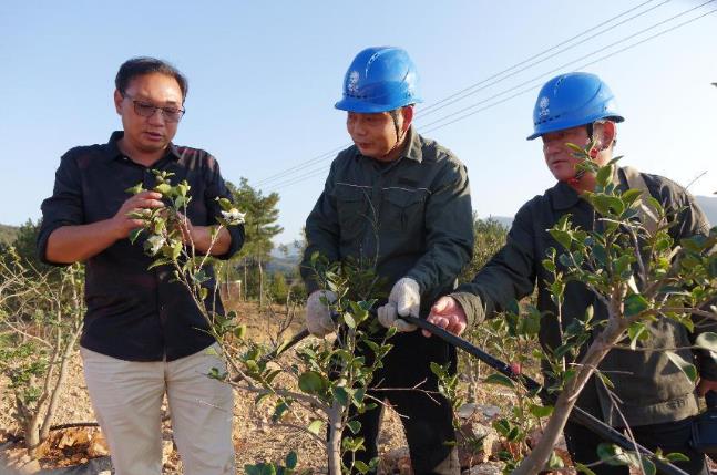 國網(wǎng)固始縣供電公司電力護(hù)航 油茶苗壯果香