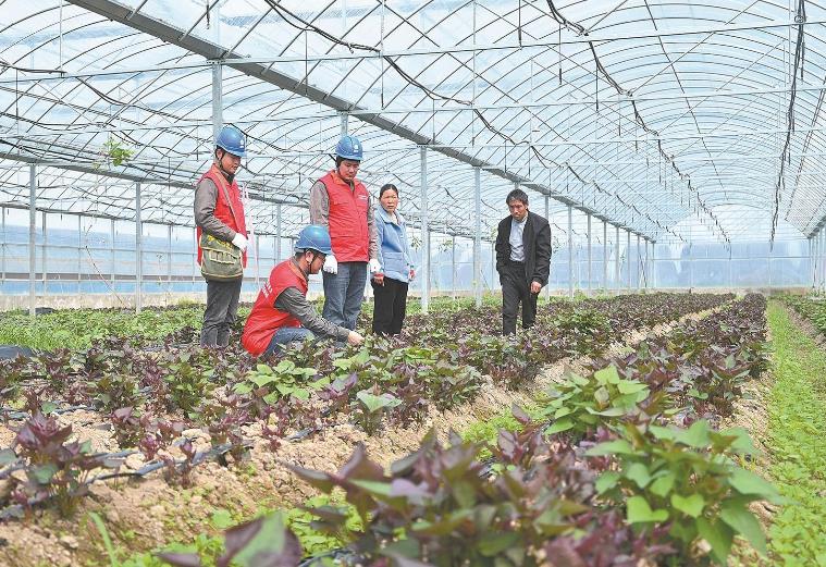 河南息縣：供電服務(wù)貼心，種植紅薯有信心”