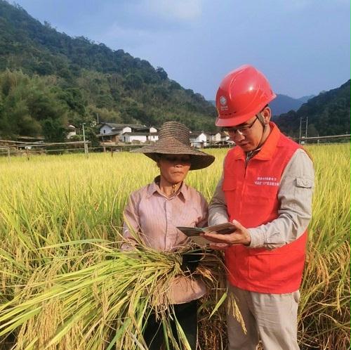 國網漳平市供電公司電力來護航　秋收“豐”景美